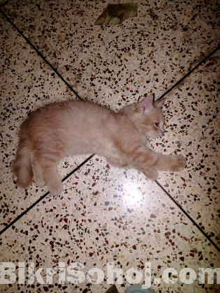 High quality female Persian Kitten for sale.